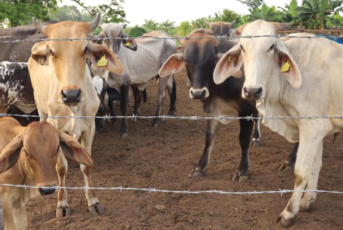 Ganaderos confían en reapertura de las exportaciones tras acuerdo entre México y EUA