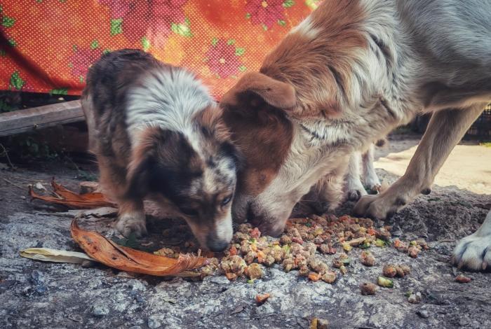 Ghapad logra más de cinco mil Pancitas Llenas, gracias a ti