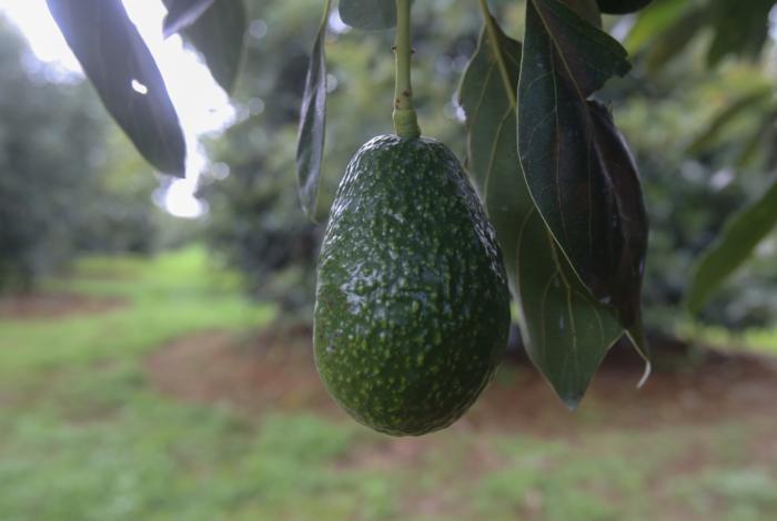 Gobierno presentaría mil denuncias medioambientales en franja aguacatera