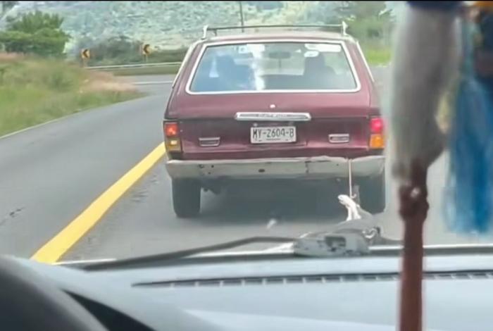 🐕‍🦺🐕Graban a conductora de auto arrastrando un perrito; Fiscalía inicia investigación