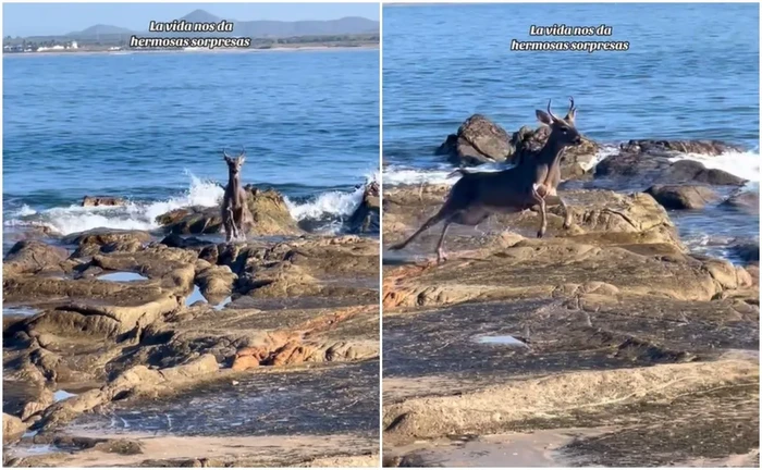 Graban a un venado nadando en playa de Mazatlán