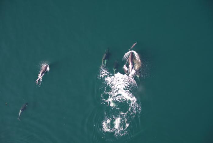 Graban por primera vez cómo las orcas y los delfines cazan juntos y comparten el botín