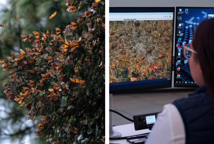 Gracias al Guardián Forestal, cae 82% la tala clandestina en santuarios de la monarca: Secma