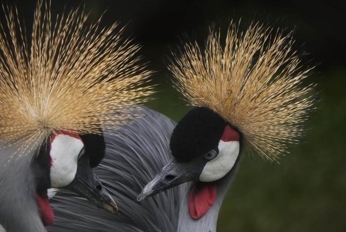 Grullas Coronadas, joyas africanas en el Zoológico de Morelia