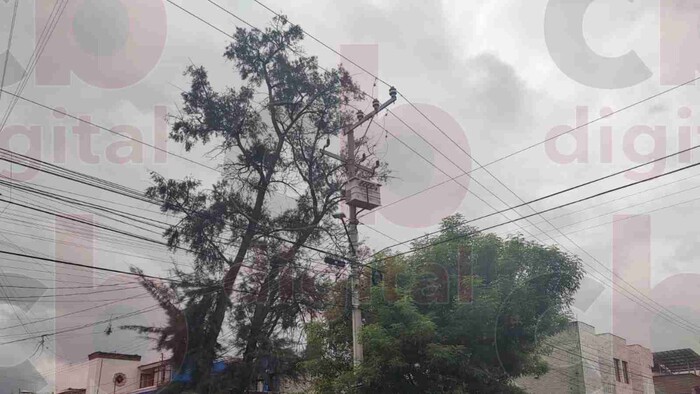 Habitantes de Prados Verdes temen por posibles accidentes que pueda generar un enorme árbol