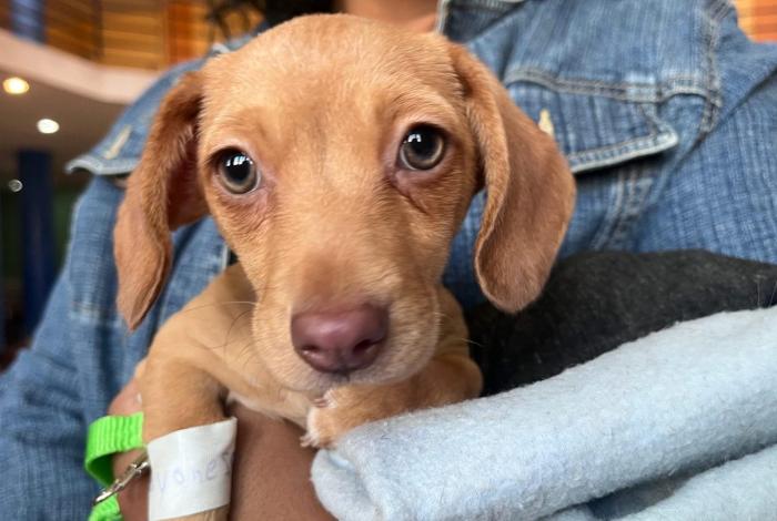 Habrá jornada de esterilización gratuita para perros y gatos en Uruapan