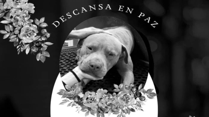 Habrá sentencia para el que mató a un perrito con machete en Hidalgo