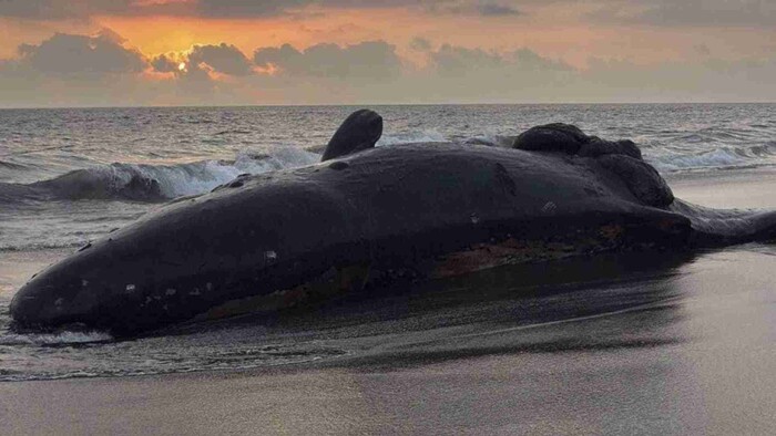 Hallan cachalote muerto en playa de Colima