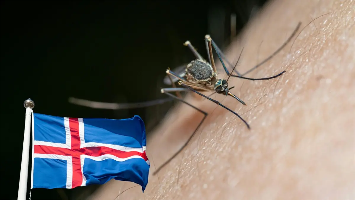 Hallan en Islandia por primera vez mosquitos