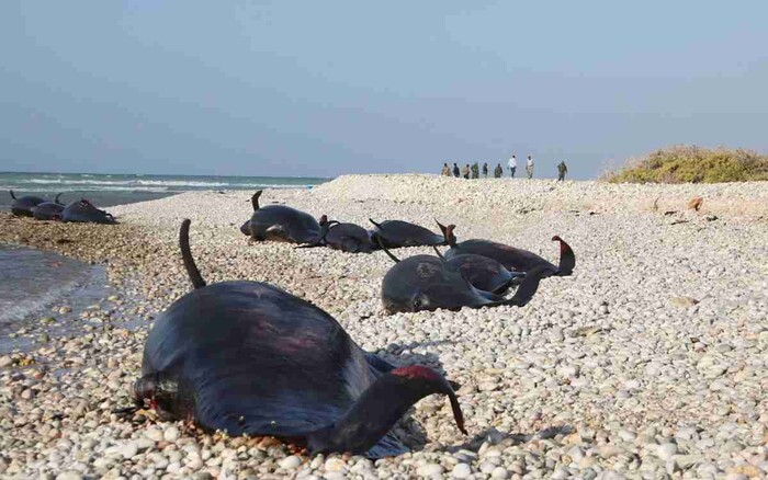 Hallan más de 100 delfines muertos en Somalia genera alarma ambiental