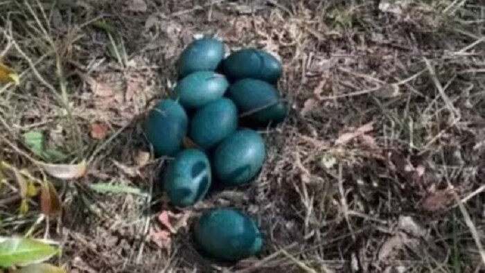 Hallan unos extraños huevos de color azul: pertenecen una especie en peligro de extinción