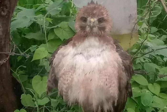 Hallan y rescatan a un halcón debilitado en la colonia San José Itzícuaro de Morelia