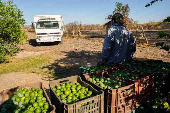 Hay coordinación para reforzar la seguridad con el sector limonero en Michoacán.