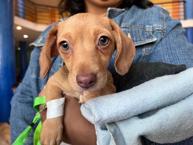 Hermano Animal esterilizará a 100 michis y lomitos a precios irresistibles, en Tarímbaro