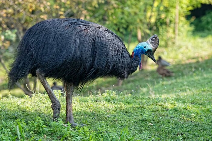 Histórico: Ave en peligro de extinción se reproduce en cautiverio en el Reino Unido