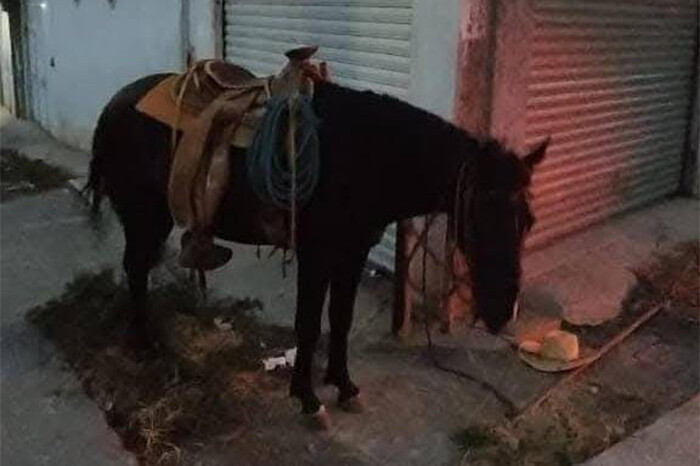 Hombre muere al caer accidentalmente de su caballo, en Zitácuaro