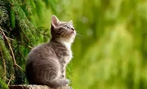 Hoy 8 de agosto; Día internacional del Gato