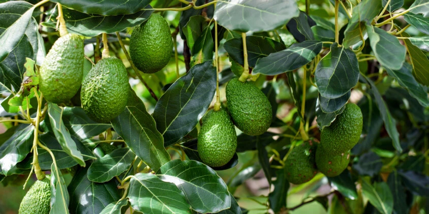 Hoy se celebra el Día Internacional del Aguacate