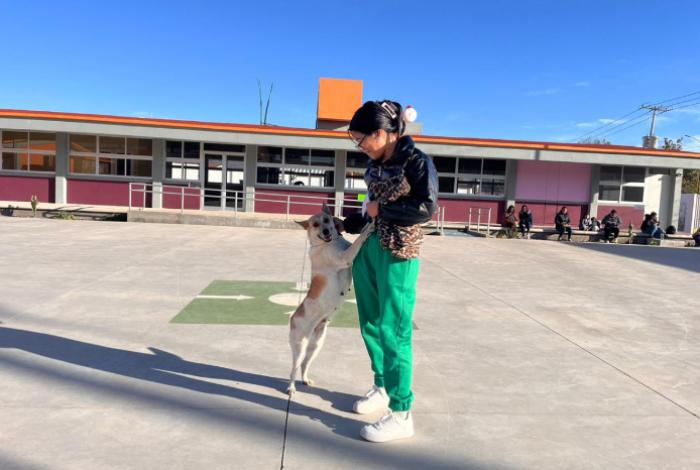 Icatmi impulsa el bienestar animal con curso de estética canina