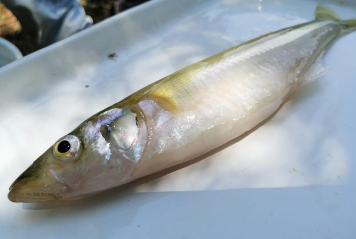 IG a pez blanco permitirá su conservación y comercialización: Bedolla