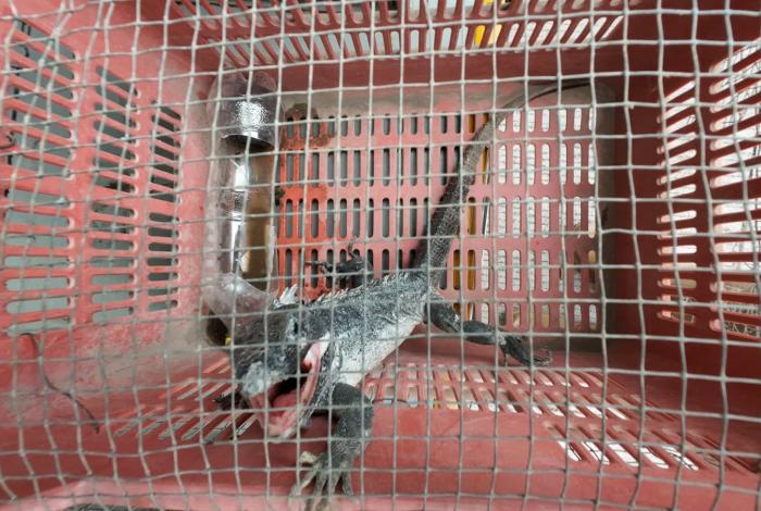 Iguana negra ingresa a vivienda de Panindícuaro y asusta a sus propietarios