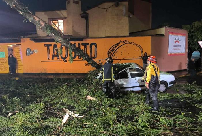 #Imágenes #Morelia | Joven pareja iba en su auto cuando de repente un árbol colapsó y les cayó encima