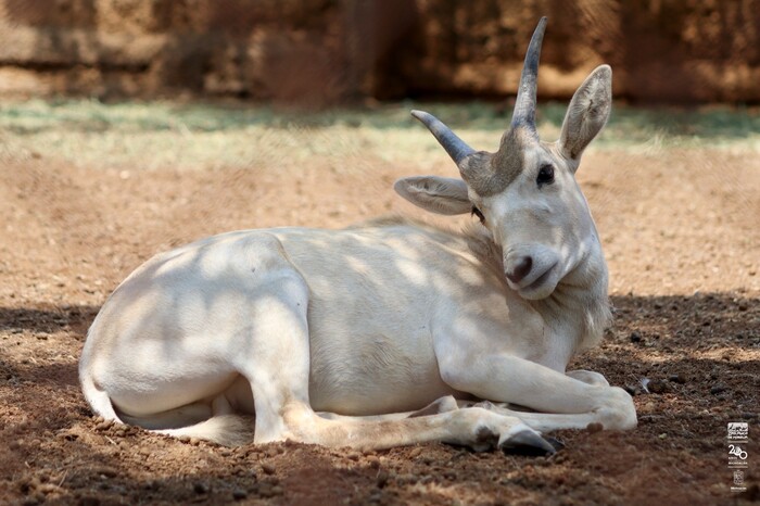 Imparable la cigüeña en el zoológico; nacen siete crías de antílopes