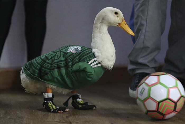 IMPI otorga el registro de la marca 'Pato Merlín' a su propietaria en Ciudad de México