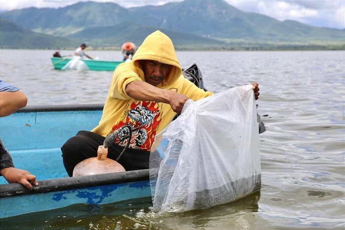IMPI publica solicitud de denominación de origen del pez blanco, nativo de Pátzcuaro: Bedolla