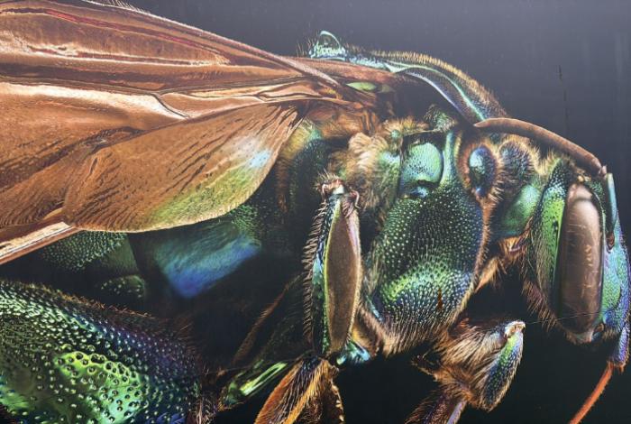 Insectus: una ventana al fascinante mundo de los insectos