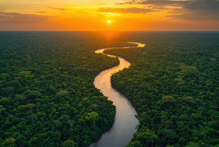 Investigadores de Ecuador descubren tres nuevos tipos de ranas en la Amazonía