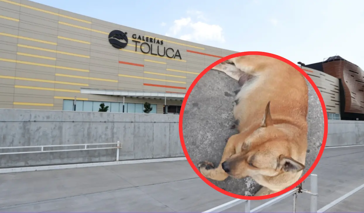 Investigan muerte de una perrita en plaza comercial de Toluca; denuncian maltrato por parte de guardias de seguridad