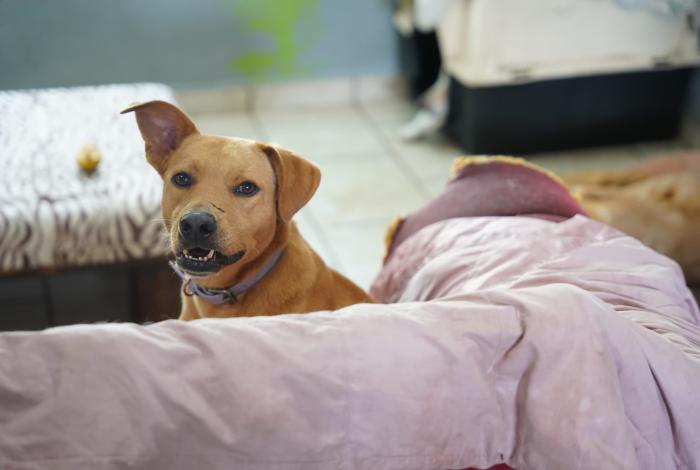 Invitan al teatro en beneficio de GAPAHD