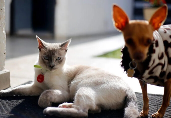 Invitan en Morelia a la primera feria de esterilización animal de 2025