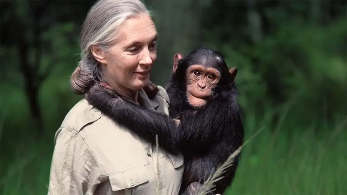Jane Goodall, pionera en el estudio de los chimpancés y defensora de la naturaleza, fallece a los 91 años