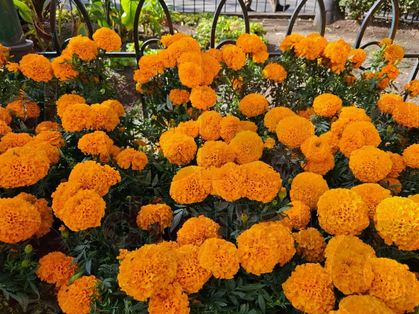 Jardines y espacios de Morelia serán embellecidos con 12 mil 500 flores de cempasúchil