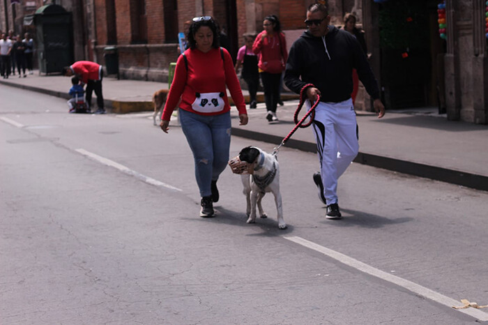 Jornada de esterilización canina y felina gratuita en Morelia y Villa Morelos: SSM