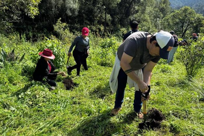 Jóvenes jalan a reforestar en Queréndaro; plantan más de 10 mil árboles