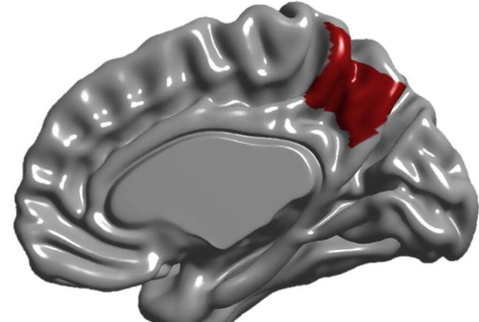 La anatomía cerebral de la memoria se define antes de nacer, según estudio
