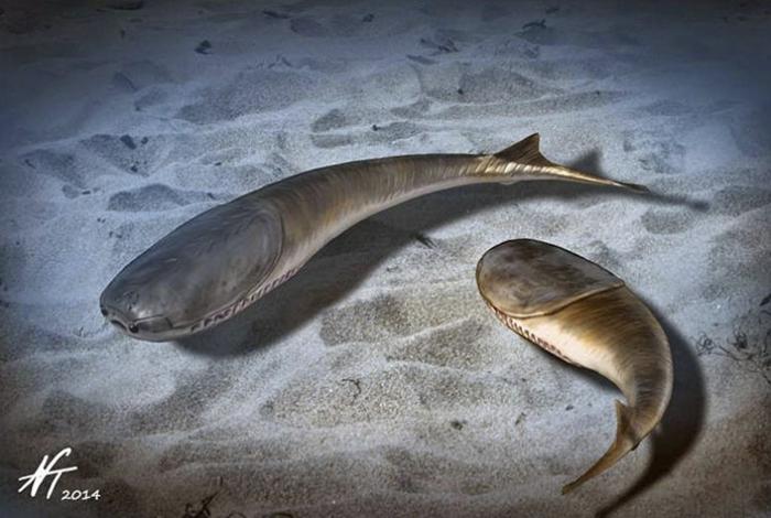 La era de los peces comenzó tras una extinción masiva hace 445 millones de años