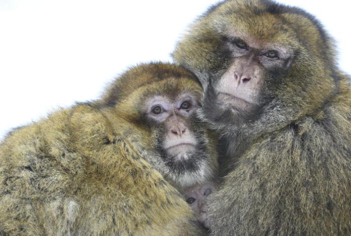 La homosexualidad en primates está ligada a factores sociales y ambientales, según estudio