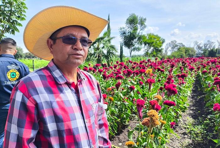 La lluvia fue benévola y la flor de cempasúchil está de pie, lista para su venta