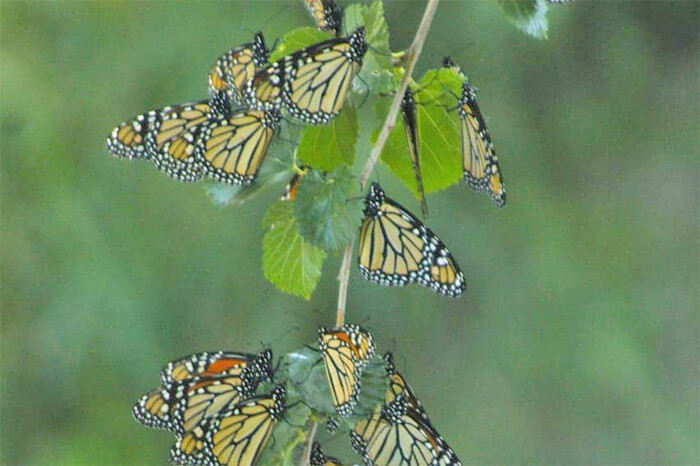 La mariposa monarca ya está en México; se dirige a Michoacán y al Estado de México