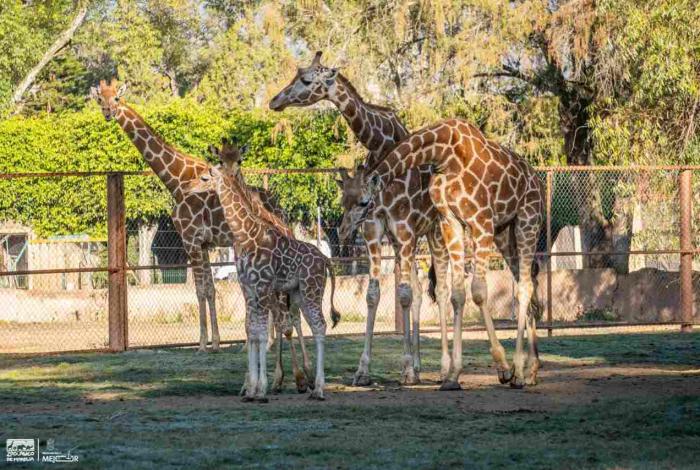 La nueva jirafita de Zoológico de Morelia ya está con su manada