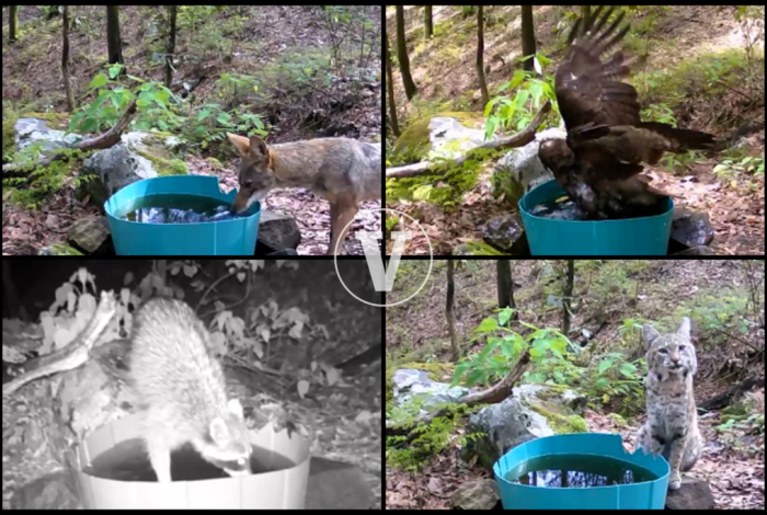 La vida secreta del Cerro del Águila: Cámaras trampa captan linces, coyotes, zorras grises y otras especies en Morelia
