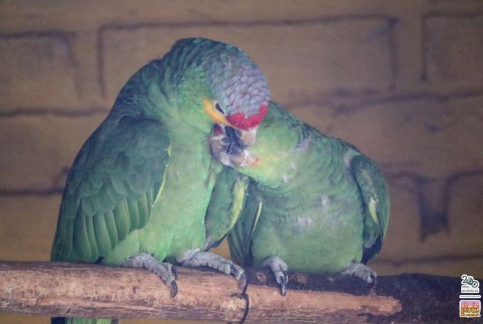 Lanzarán campaña para promover derechos de los animales y evitar su compra-venta