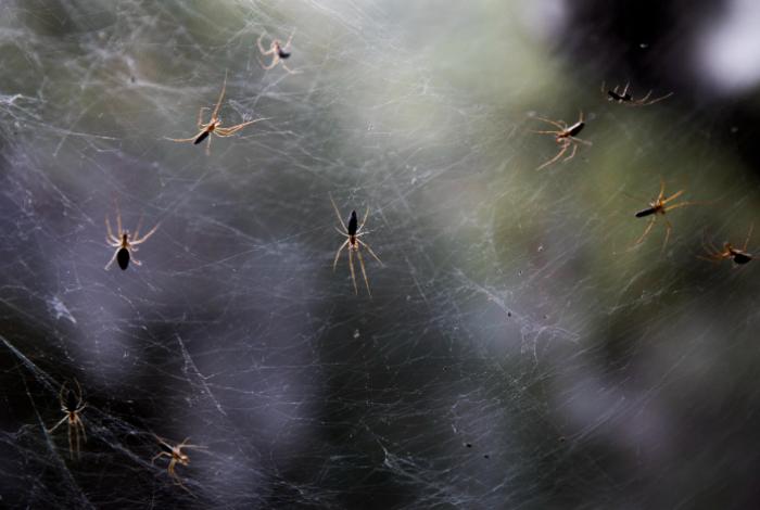 Las arañas desarrollan un evento evolutivo en el que se duplica el genoma completo de las hileras