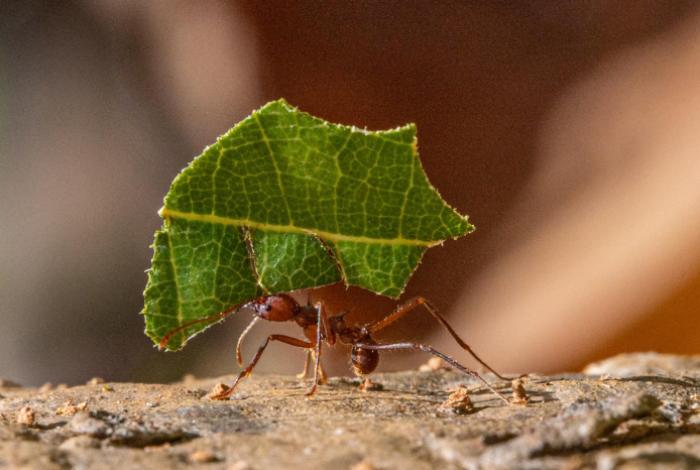 Las hormigas, como los camioneros, tienen puntos ciegos al moverse con carga