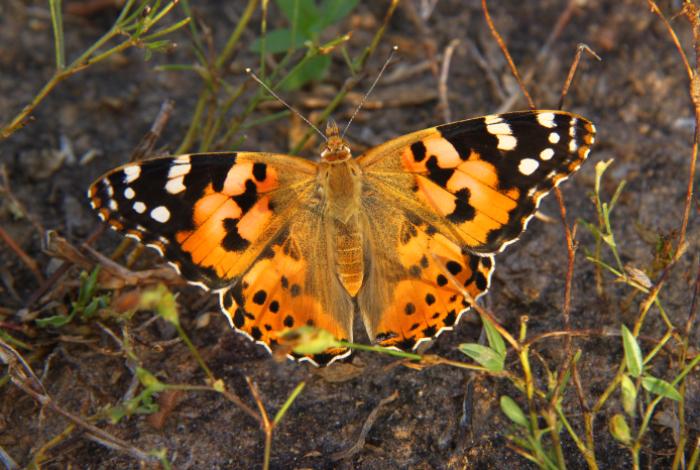 Las mariposas carderas migran en direcciones opuestas al hemisferio