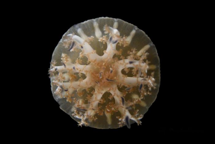 Las medusas y anémonas tienen patrones de sueños similares a los humanos, según estudio